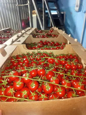 Фото объявления: 🍅 Супер томатные скидки + хиты для витаминного салата! 23 июня в «Эко-Микс» 🥗