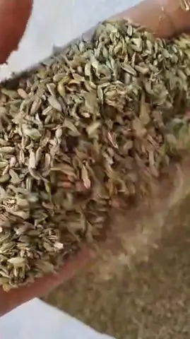 Видео объявления: 🌿 Семена фенхеля из Египта — чистота 99.9%, Египет