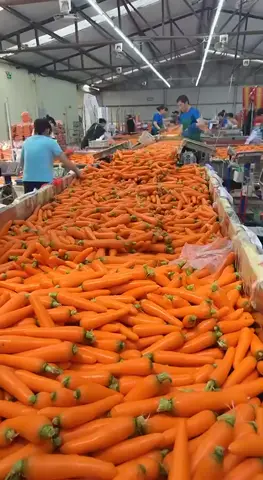 Видео объявления: 🇨🇳 Premium Fresh Produce from China | Экспорт свежих овощей из Китая, Китай