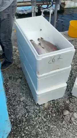 Видео объявления: Предлагаем Форель из Осетии , НПГС от 1.4 до 2.5 кг. Средний вес 1.6 кг. Фура 20 тонн , в нём рыбы 16 тонн…
