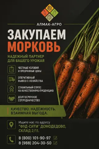 Фото объявления: Компания «АЛМАК-АГРО» закупает и тщательно отобранную мытую морковь, готовую к отправке в торговые сети., М…