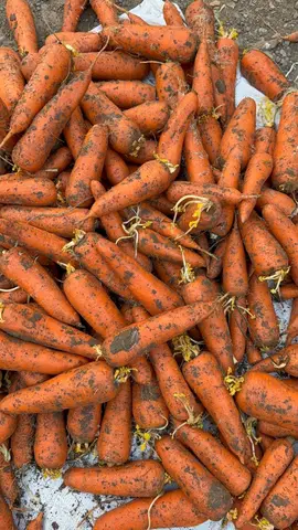Фото объявления: 🥕 Морковь 14.р, Волгоград