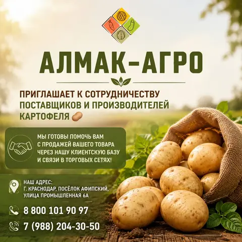Фото объявления: Приглашаем к сотрудничеству поставщиков и производителей картофеля!, Краснодар