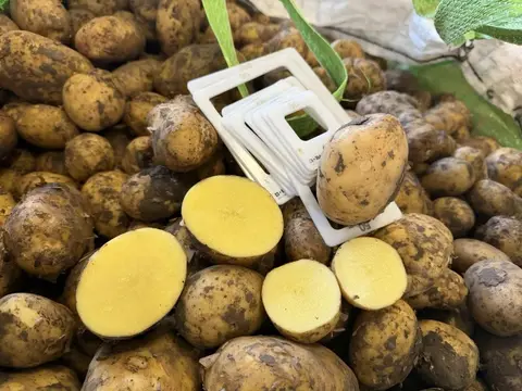 Фото объявления: Картофель 🥔🥔🥔 Коломбо, Ставропольский край