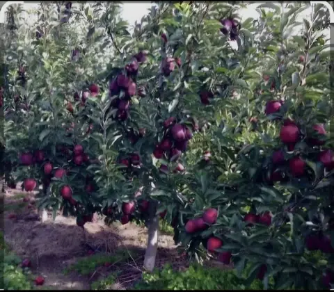Фото объявления: Предварительная продажа яблок " на ветке". Сорта: Ред Чиф, Джеромини, Супер Чиф, Голден, Гала. Сбор в конте…
