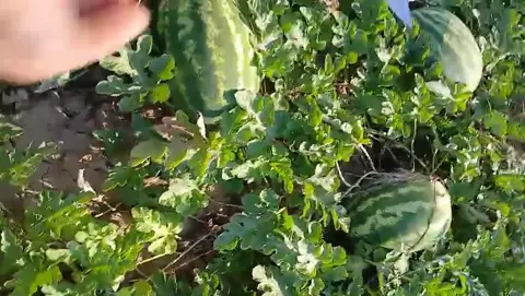 Видео объявления: Каристан сладкий, Ставрополь