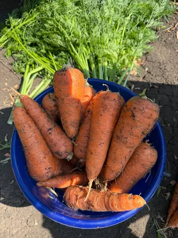 Фото объявления: Морковь, Краснодарский край