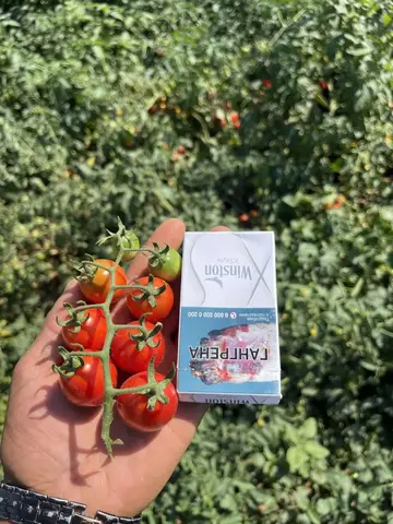 Фото объявления: 🍅🥒 Овощи оптом от производителя — г. Волжский, Волгоградская обл., Волгоград