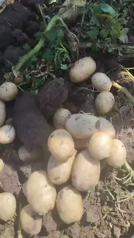 Видео объявления: Волгоград картофель 5+, Волгоград