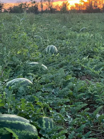 Фото объявления: Арбуз 🍉, Волгоградская область