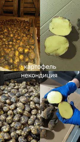 Фото объявления: Картофель сорт коломбо, некондиция., Нижний Новгород