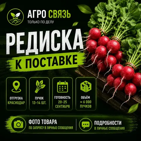 Фото объявления: 🍃 РЕДИСКА — К ПОСТАВКЕ, Краснодар