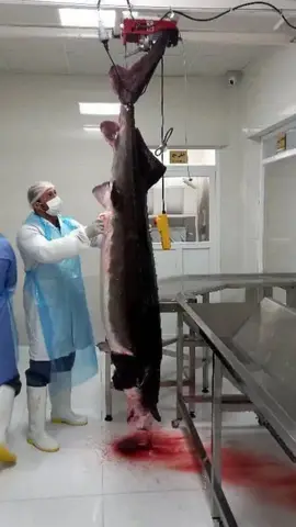 Фото объявления: Белуга из Ирана уже в России. ПБГ по 1300 руб.кг. с НДС . Тушка по 8 - 12 кг. Мой телефон ( напишите на вся…