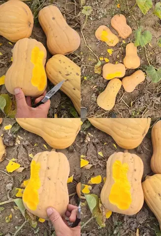 Фото объявления: 🎃Тыква Матильда после града на переработку,, Краснодарский край