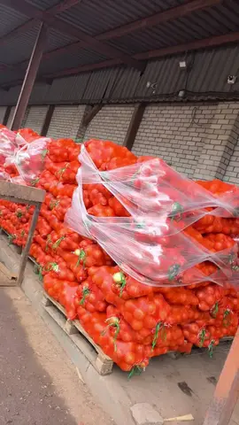 Фото объявления: Картофель «Коломбо» в продаже, Рязань, изображение 4