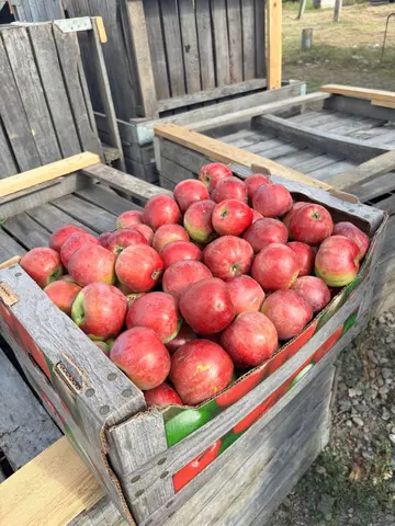 Фото объявления: 🍎Яблоко оптом, Республика Адыгея