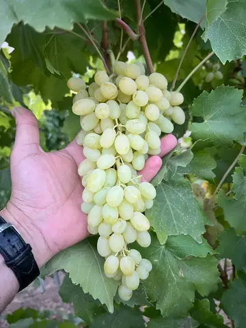 Фото объявления: 🍇 Свежий виноград высшего качества от Amanda Fresh