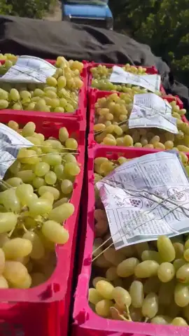 Видео объявления: +989157106781Иранский виноград сорта «Ротаби» премиум-класса, Иран