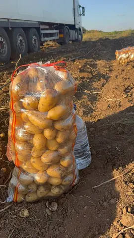 Фото объявления: Королева Анна Калибр 55+ по 25 кг Волгоградская, Волгоград
