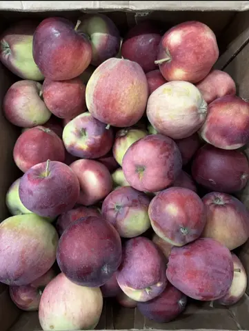 Фото объявления: Продам яблоко от ПРОИЗВОДИТЕЛЯ. Вильямс -7 тн, Саммер Ред- 12 тн. Цена 45 руб с НДС. Курская обл. скрыто., …