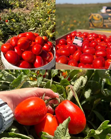 Фото объявления: В продаже,сливка номерная.Качество отменное.Любой объем.Джанкойский р-н.скрыто, Республика Крым