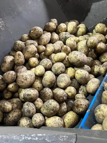Фото объявления: Картофель оптом 🥔🥔🥔, Белгород