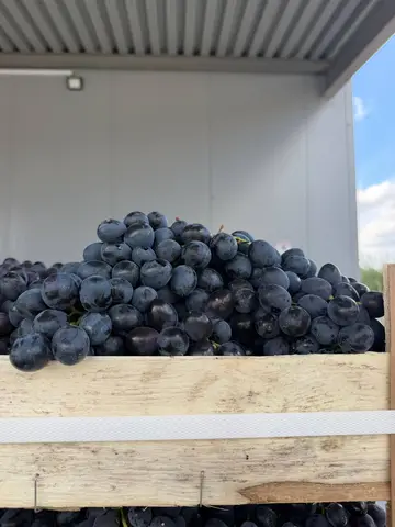 Фото объявления: Виноград, Краснодарский край
